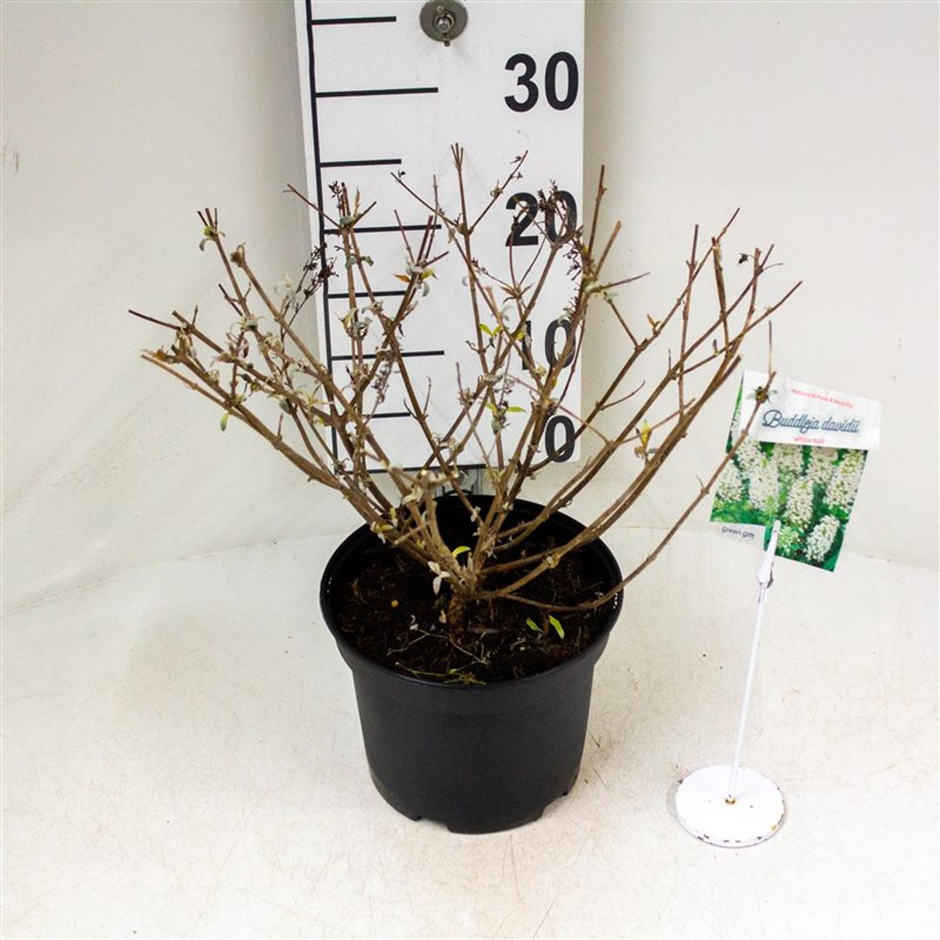 Buddleja 'White Ball' - C3 30-40 CM